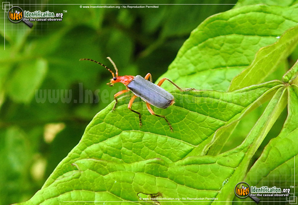 Full-sized image of the Soldier-Beetle-Podabrus