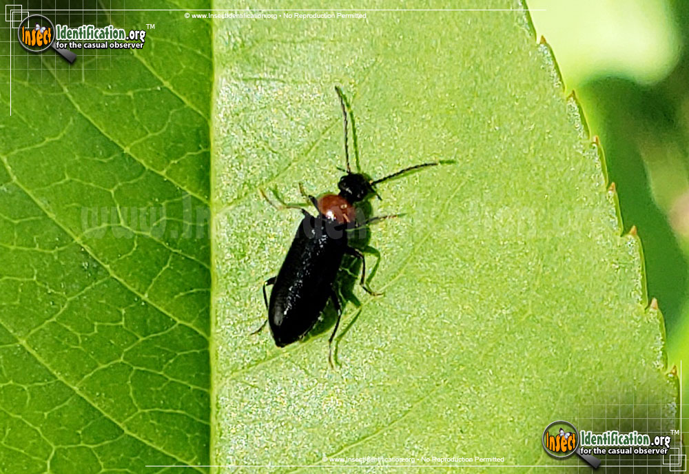 Full-sized image #3 of the Soldier-Beetle-Silis