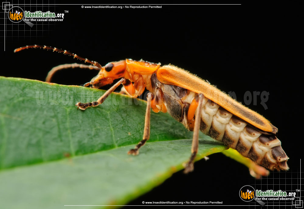 Full-sized image #4 of the Soldier-Beetle