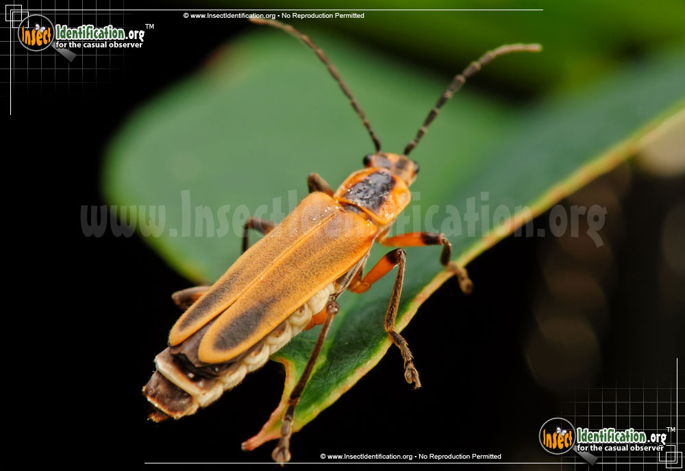 Full-sized image #2 of the Soldier-Beetle