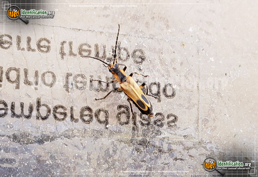 Full-sized image #6 of the Soldier-Beetle
