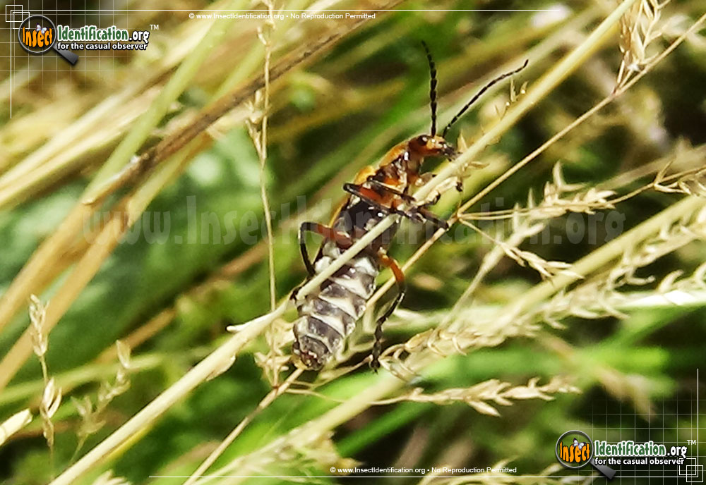 Full-sized image #8 of the Soldier-Beetle