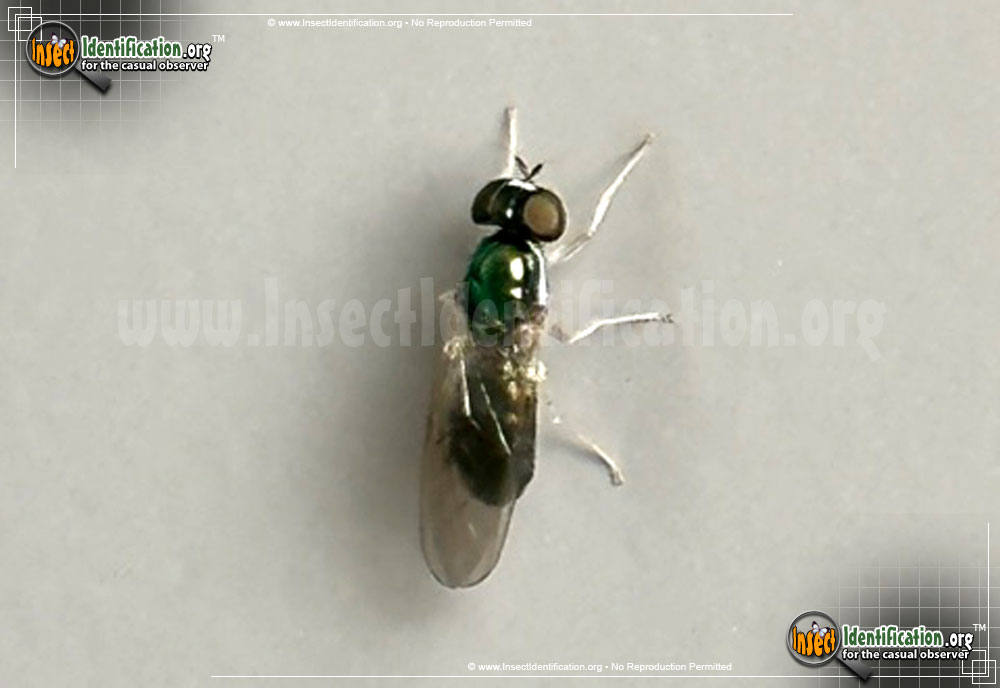 Full-sized image of the Soldier-Fly-Cephalochryrsa-nigricornis