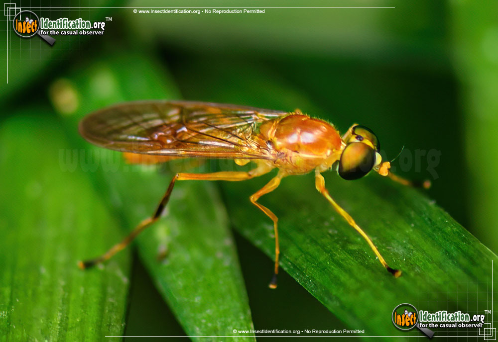 Full-sized image #9 of the Soldier-Fly