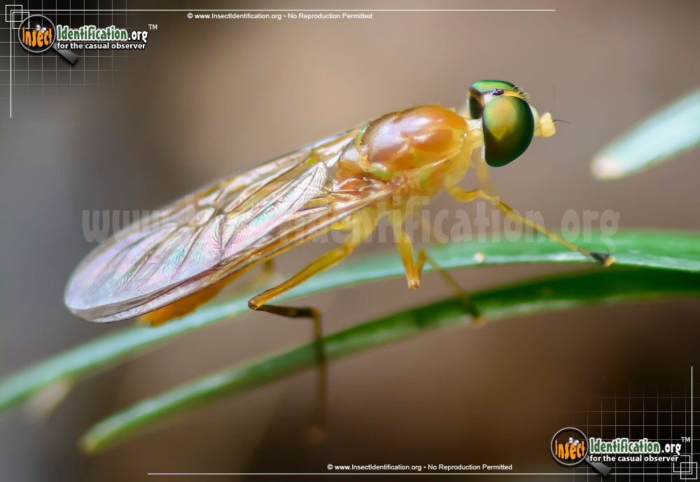 Full-sized image #2 of the Soldier-Fly