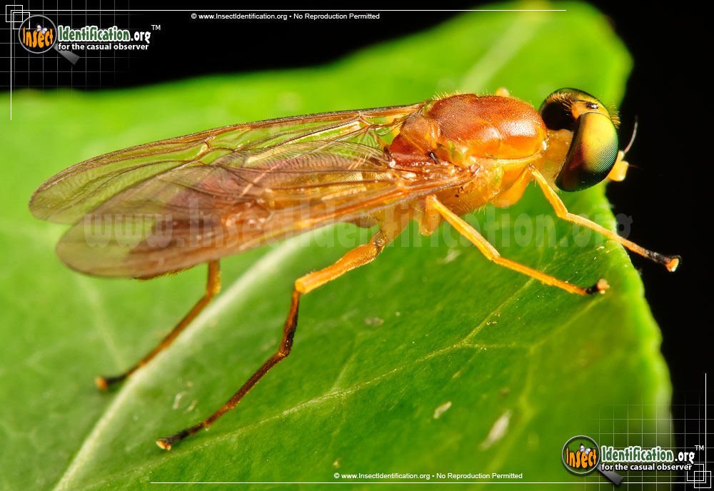 Full-sized image of the Soldier-Fly