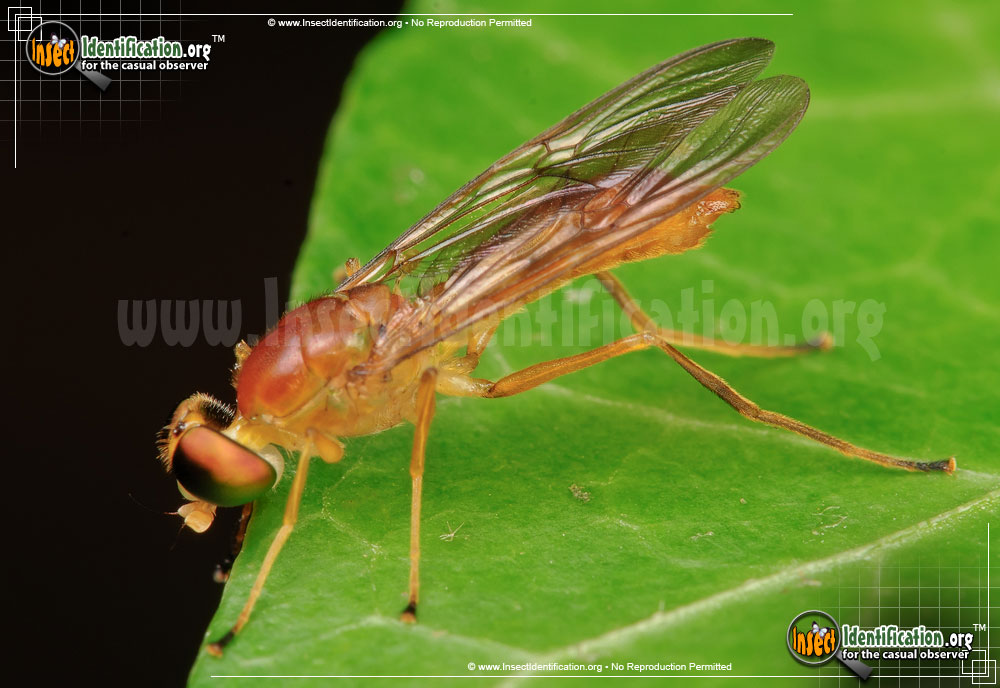 Full-sized image #4 of the Soldier-Fly