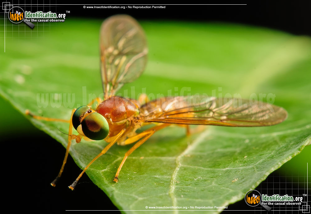 Full-sized image #5 of the Soldier-Fly