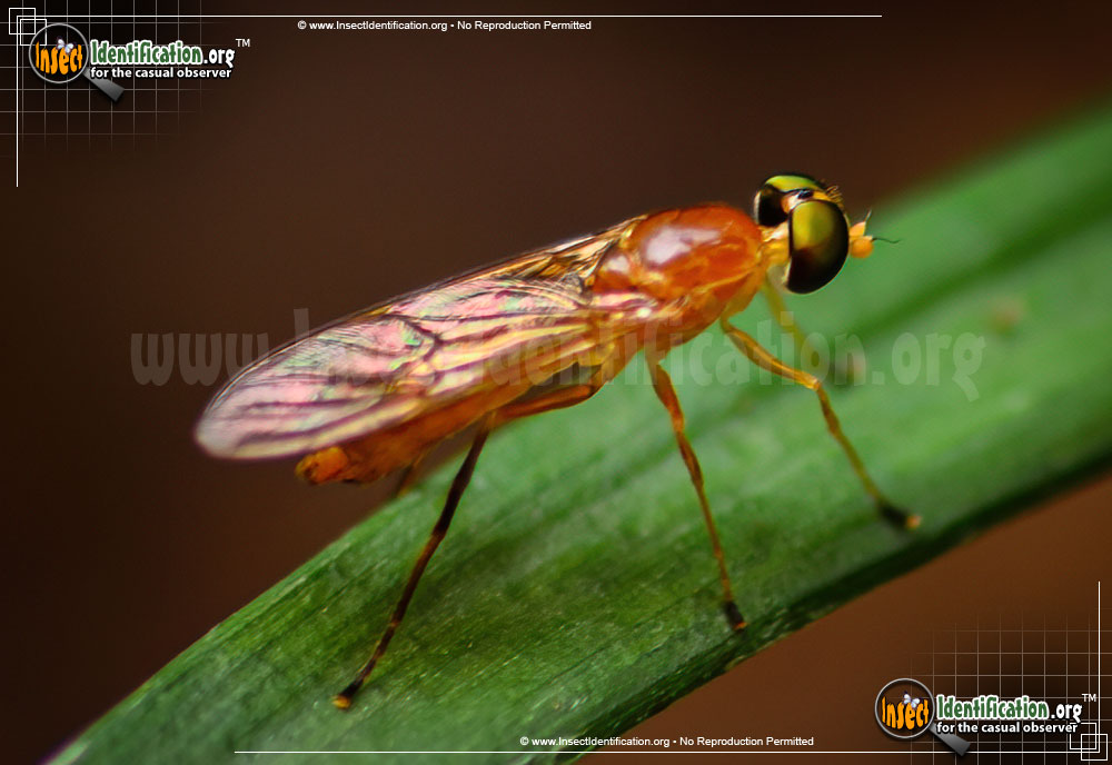 Full-sized image #7 of the Soldier-Fly