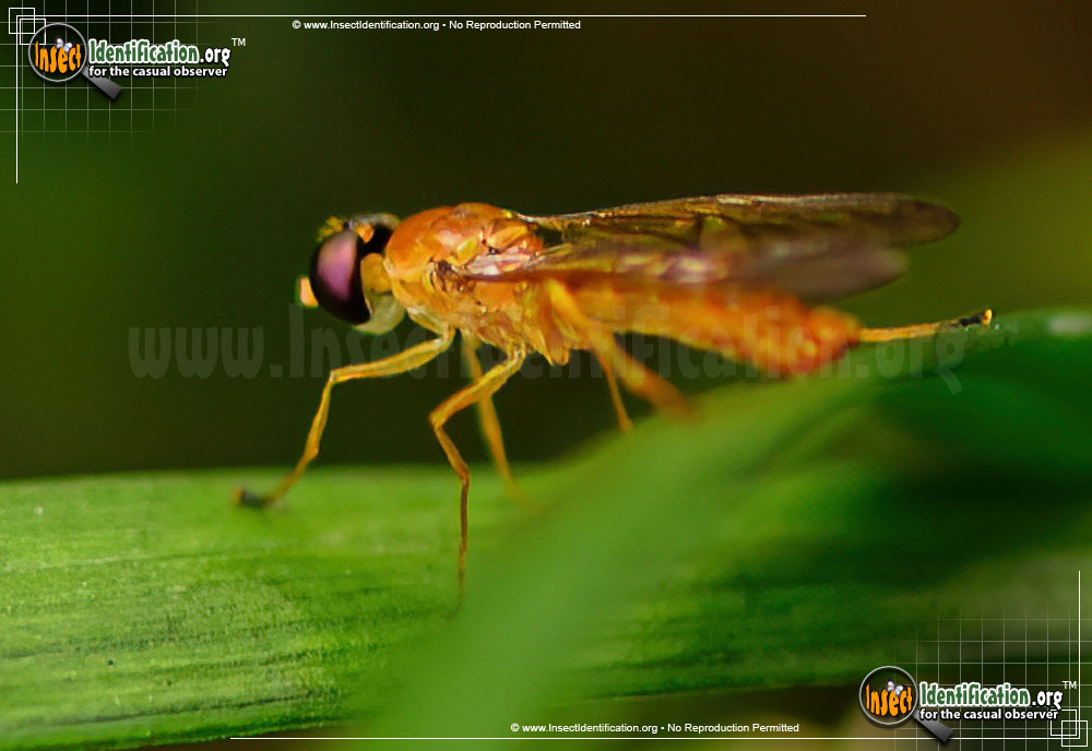 Full-sized image #8 of the Soldier-Fly