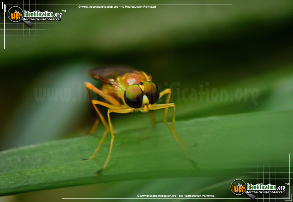 Full-sized image #10 of the Soldier-Fly
