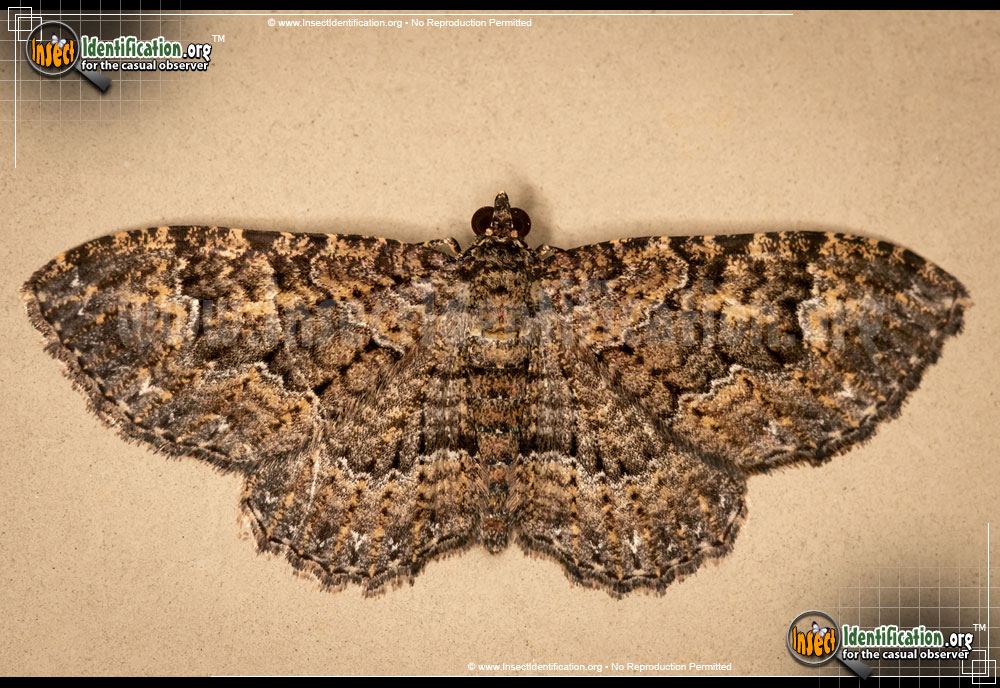 Full-sized image of the Somber-Carpet-Moth