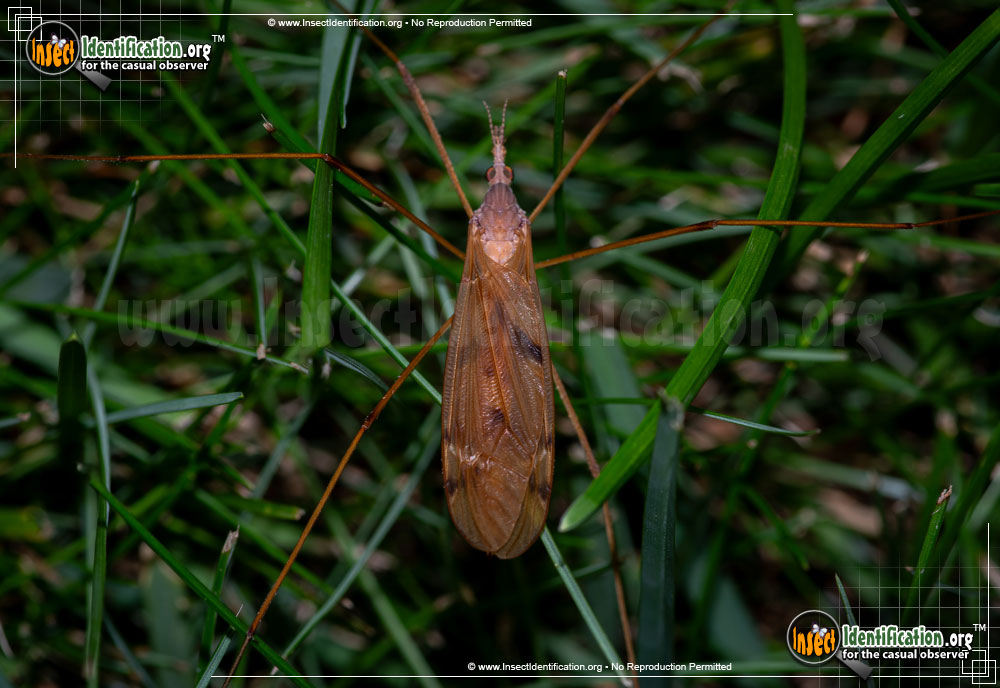 Full-sized image of the Sooty-Crane-Fly