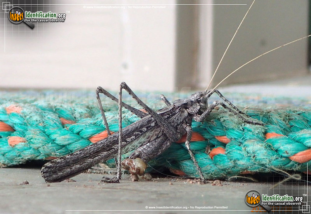Full-sized image #2 of the Sooty-Longwing-Katydid