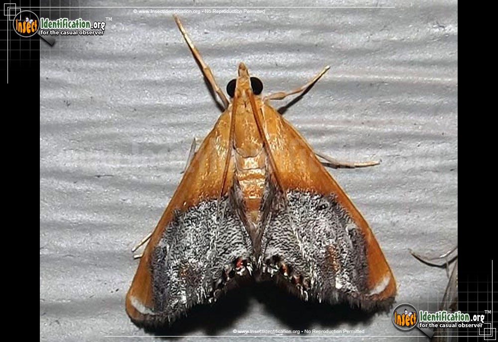 Full-sized image of the Sooty-Winged-Chalcoela-Moth