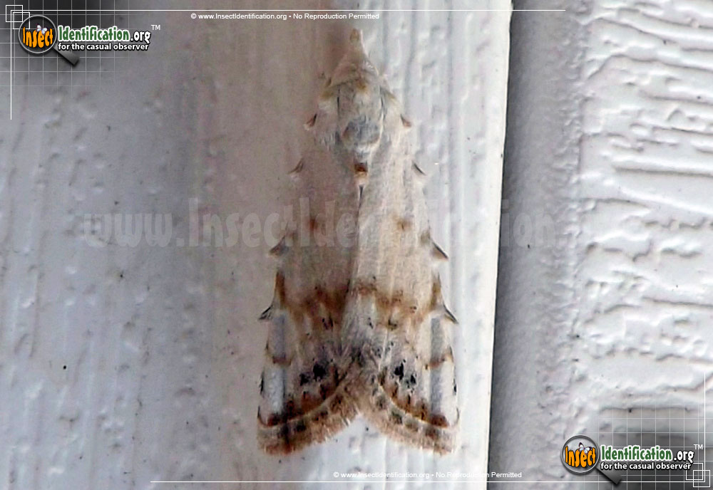 Full-sized image of the Sorghum-Webworm-Moth