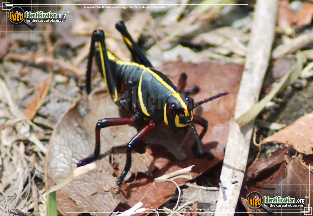 Full-sized image of the Southeastern-Lubber-Grasshopper