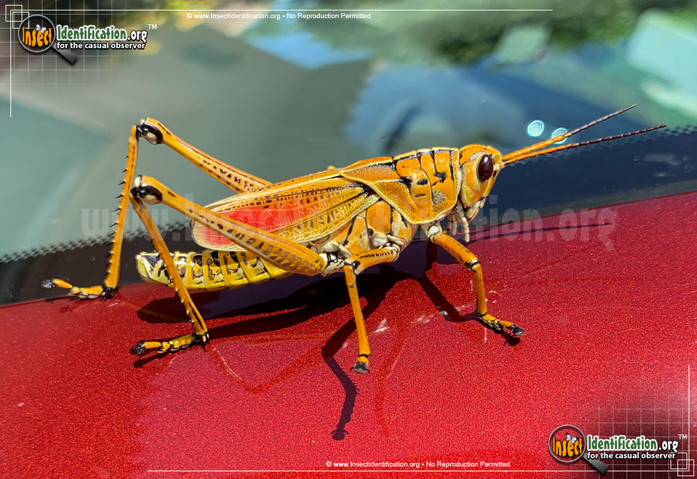 Southeastern Lubber Grasshopper