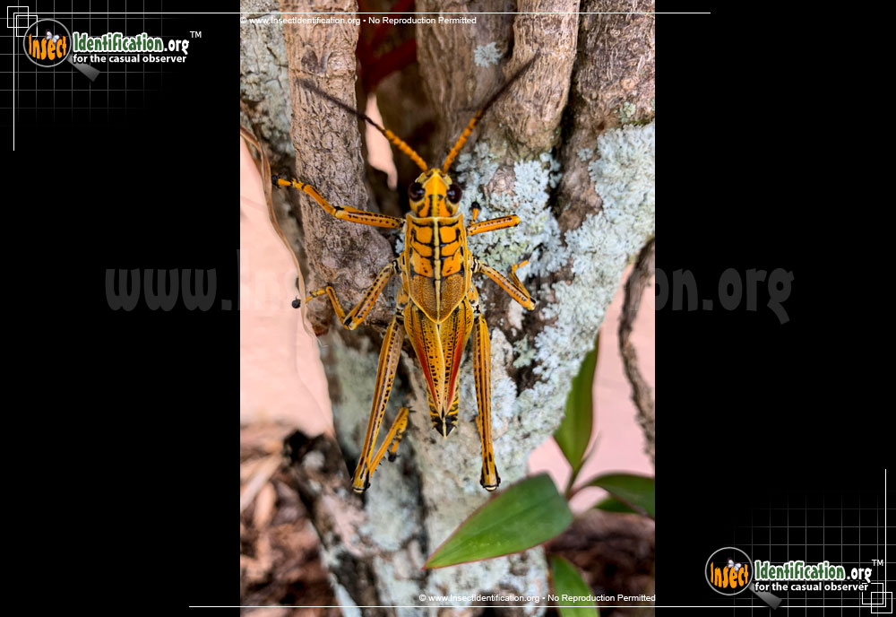 Full-sized image #2 of the Southeastern-Lubber-Grasshopper
