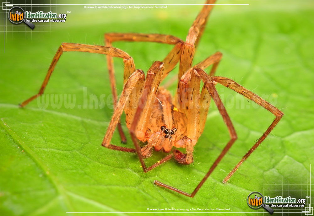 Full-sized image of the Southeastern-Wandering-Spider
