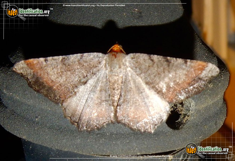 Full-sized image of the Southern-Chocolate-Angle-Moth