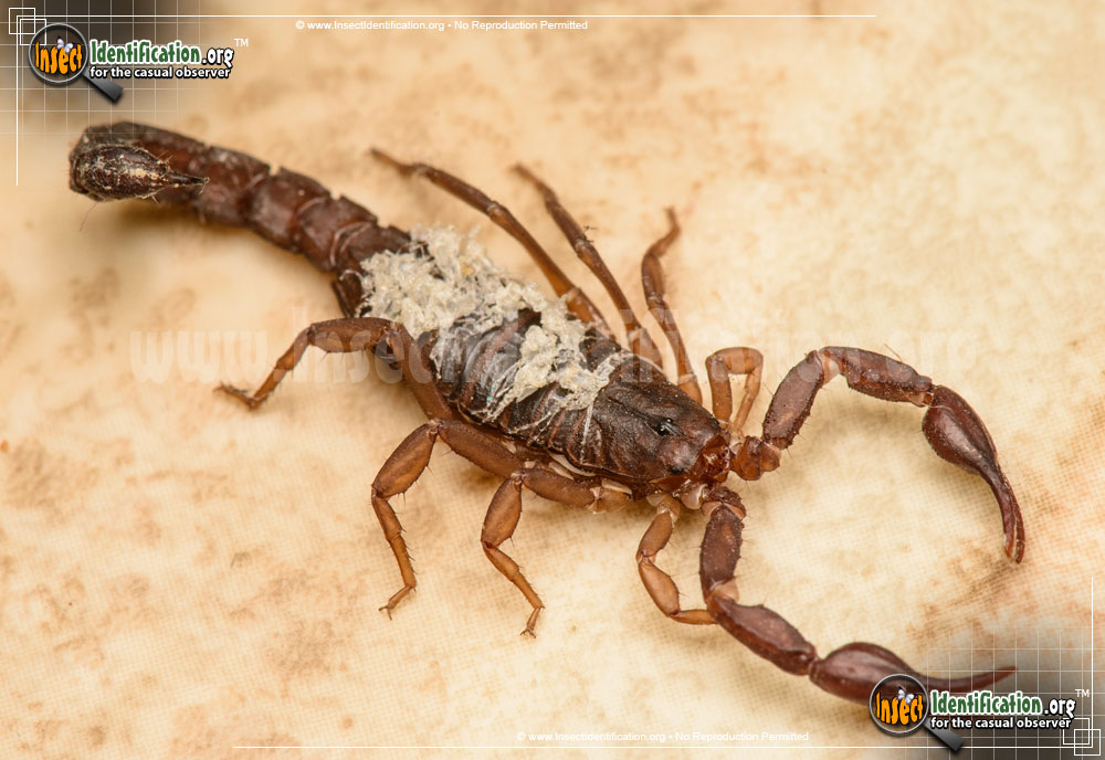 Full-sized image of the Southern-Devil-Scorpion