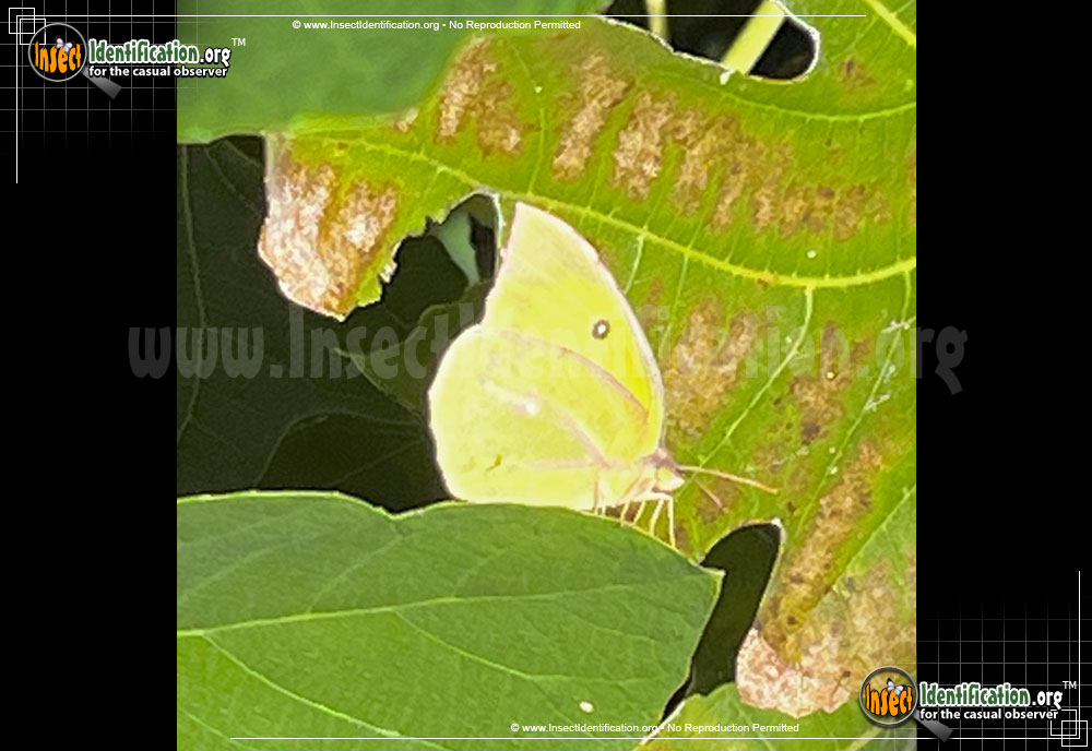 Full-sized image of the Southern-Dogface-Sulphur-Butterfly