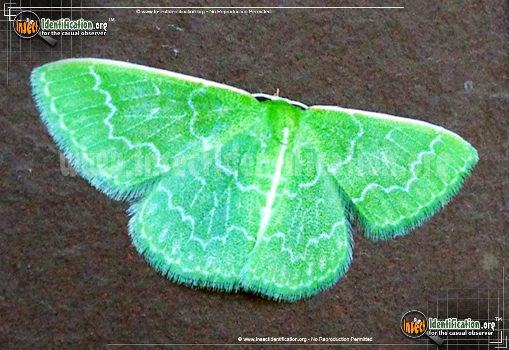 Full-sized image of the Southern-Emerald-Moth
