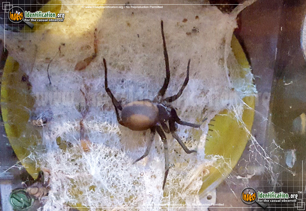 Full-sized image of the Southern-House-Spider