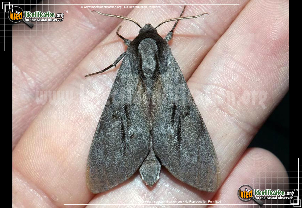 Full-sized image of the Southern-Pine-Sphinx-Moth