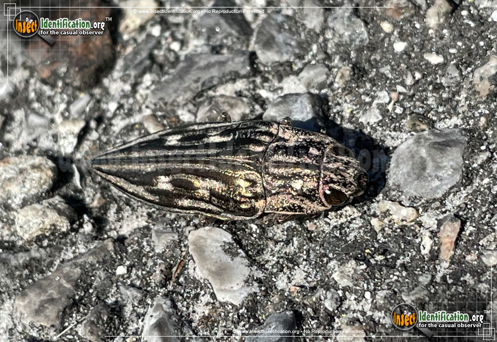 Full-sized image #2 of the Southern-Sculpted-Pine-Borer-Beetle