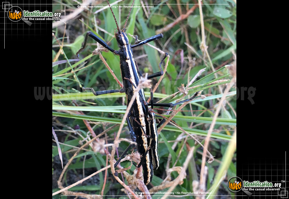 Full-sized image #2 of the Southern-Two-Striped-Walkingstick