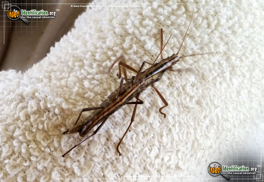 Full-sized image #4 of the Southern-Two-Striped-Walkingstick