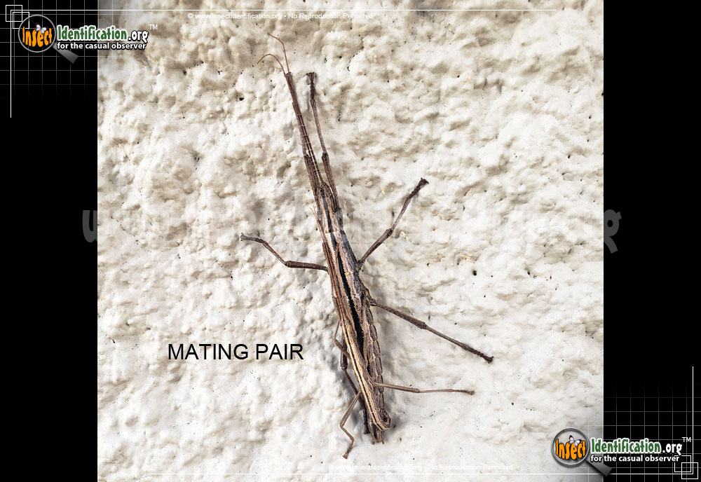 Full-sized image of the Southern-Two-Striped-Walkingstick