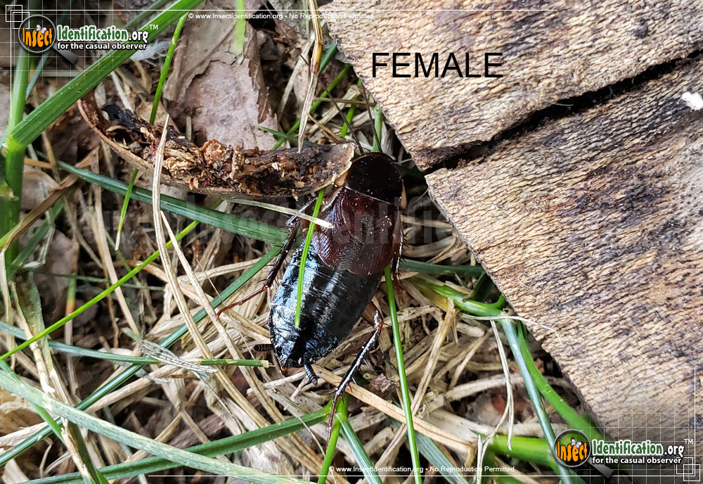 Full-sized image of the Southern-Wood-Cockroach
