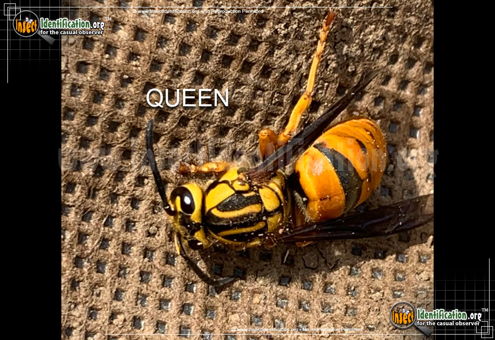 Full-sized image #3 of the Southern-Yellowjacket