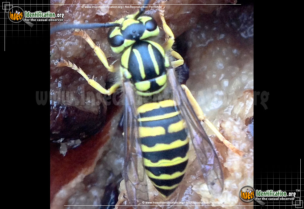 Full-sized image of the Southern-Yellowjacket
