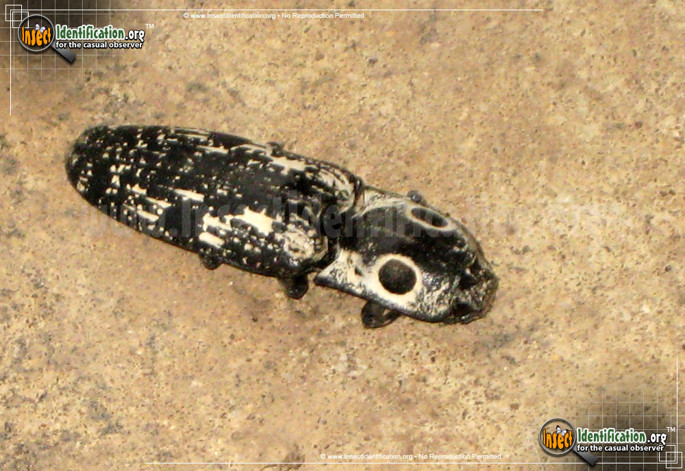 Full-sized image #3 of the Southwestern-Eyed-Click-Beetle