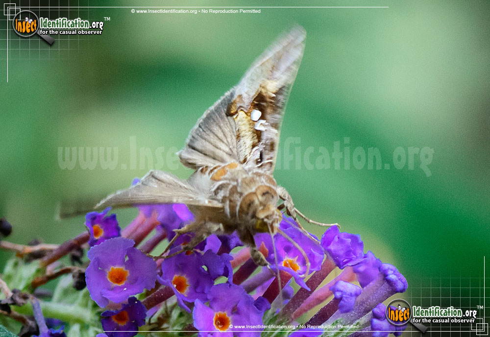 Full-sized image #3 of the Soybean-Looper-Moth