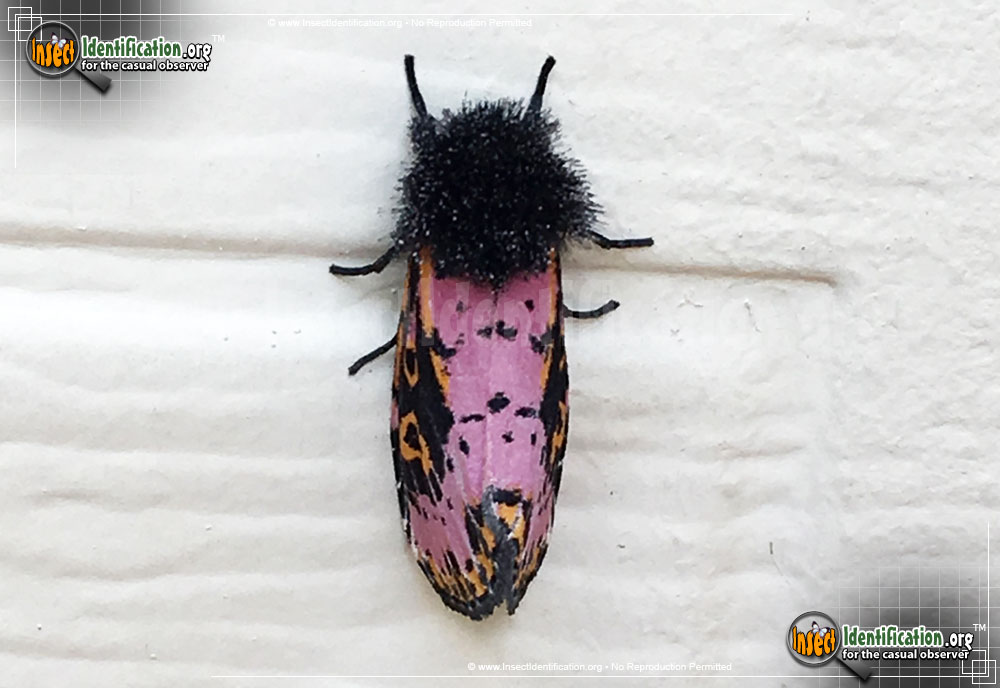 Full-sized image #2 of the Spanish-Moth