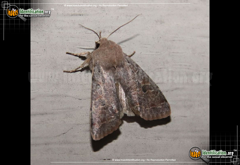 Full-sized image #2 of the Speckled-Green-Fruitworm-Moth