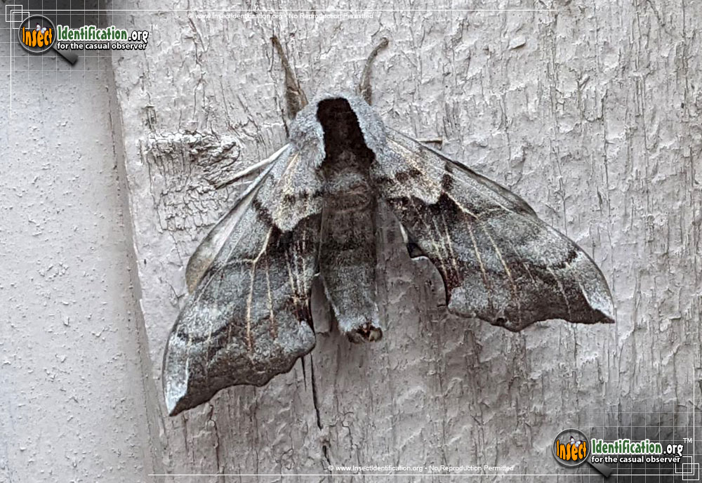 Full-sized image of the Sphinx-Moth-Smerinthus-opthalmica