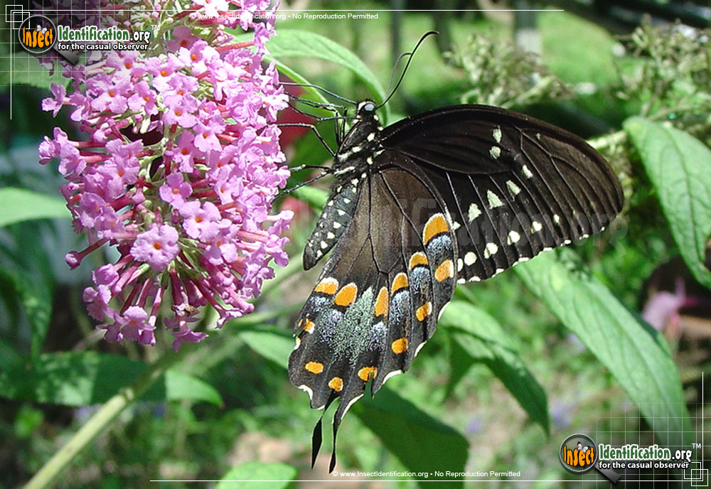Full-sized image of the Spicebush-Swallowtail-Butterfly