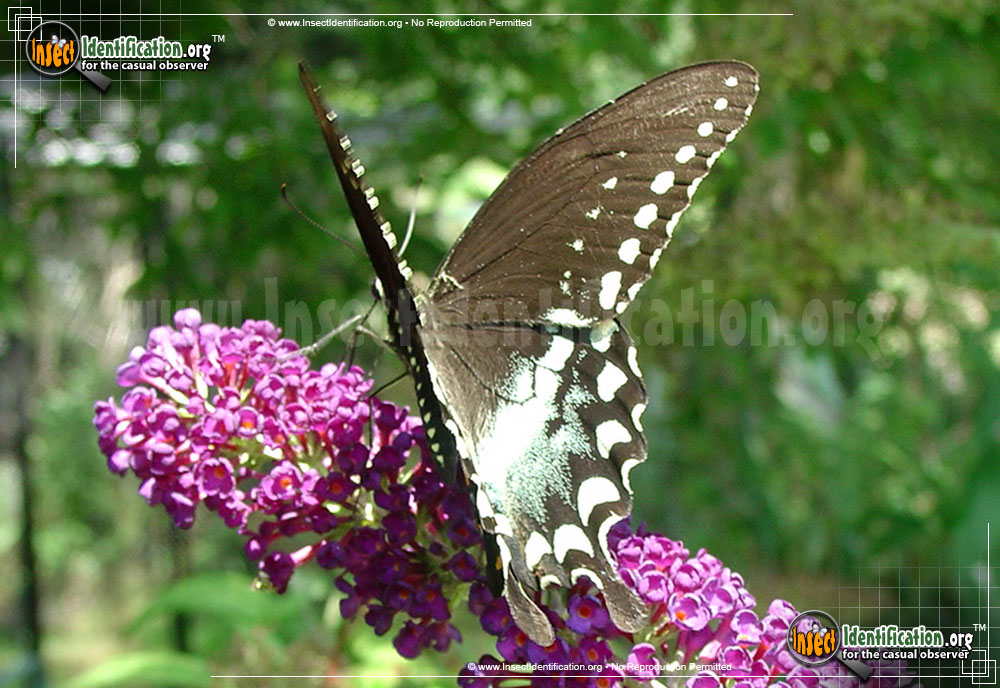 Full-sized image #6 of the Spicebush-Swallowtail-Butterfly