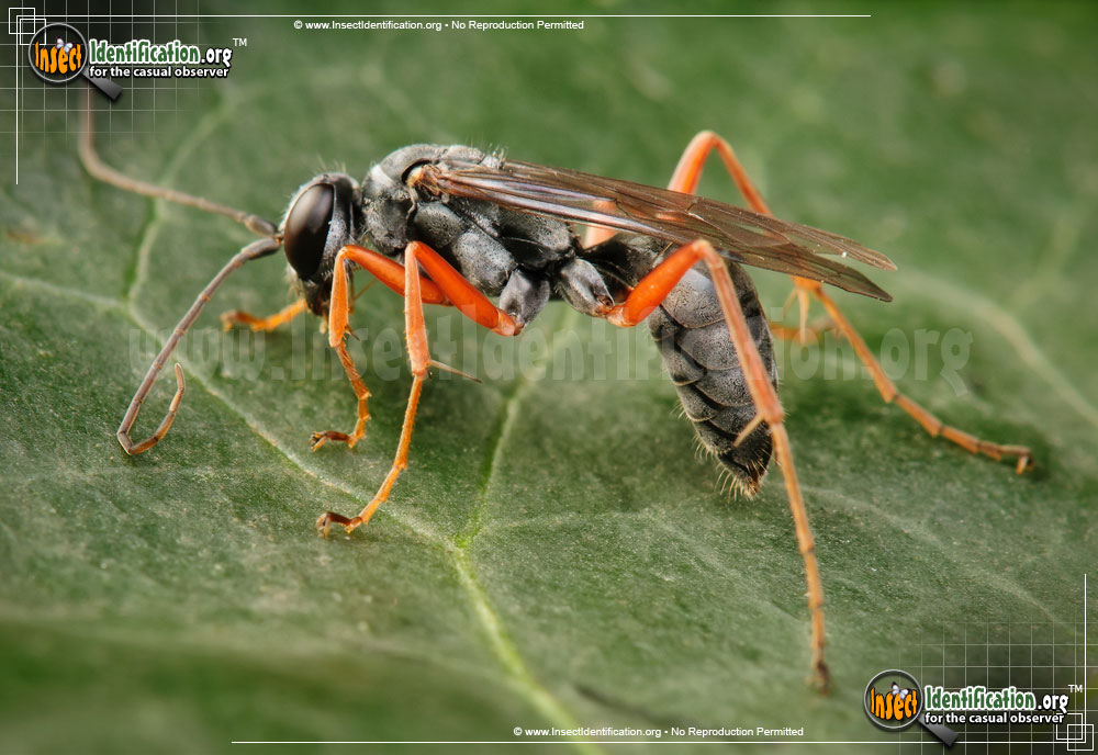 Full-sized image #4 of the Spider-Wasp-Auplopus