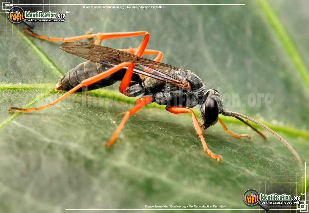 Full-sized image of the Spider-Wasp-Auplopus