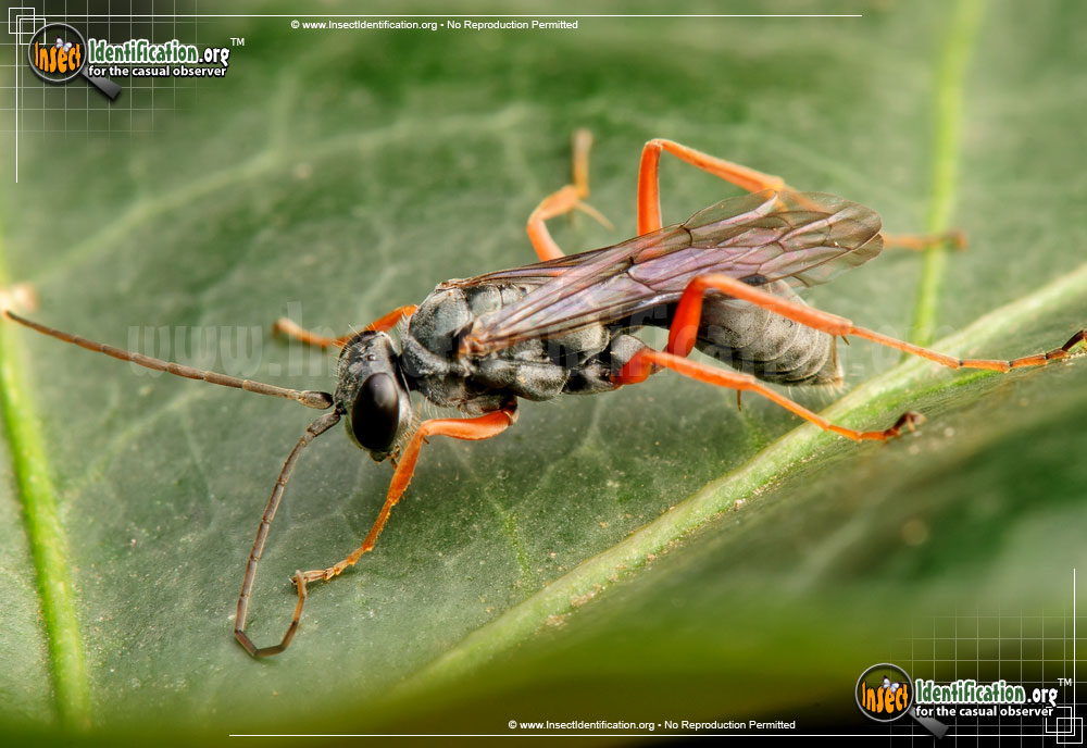 Full-sized image #5 of the Spider-Wasp-Auplopus