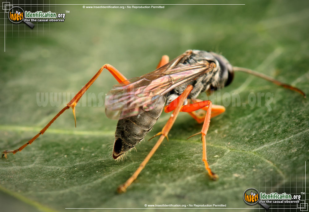 Full-sized image #2 of the Spider-Wasp-Auplopus