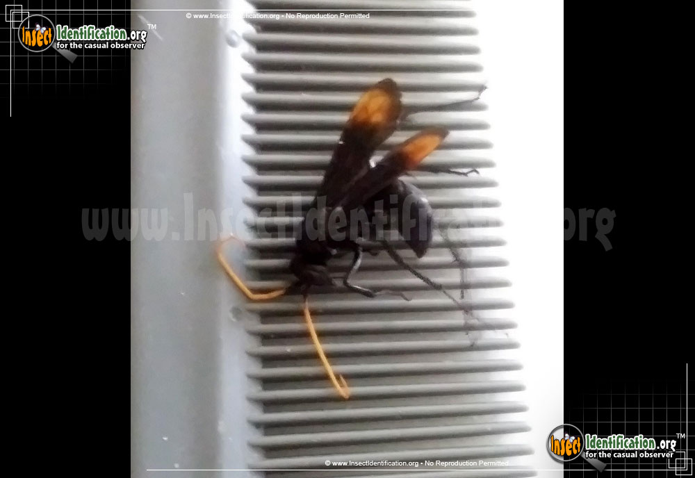 Full-sized image of the Spider-Wasp-Entypus-Unifasciatus