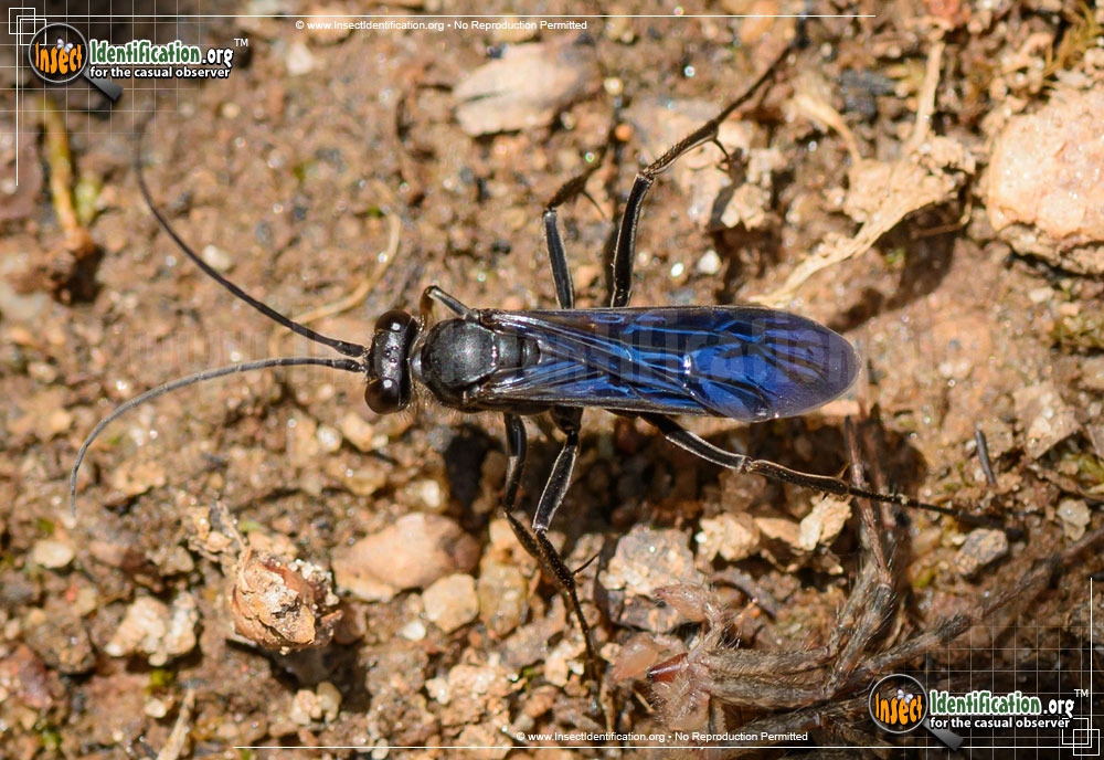 Full-sized image of the Spider-Wasp-Priocnemis